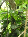 Monstera addansonii (17)