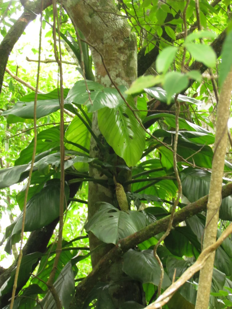 Monstera addansonii (17)