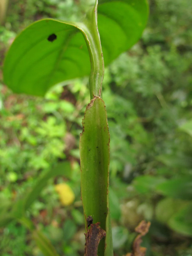 Monstera addansonii (15)