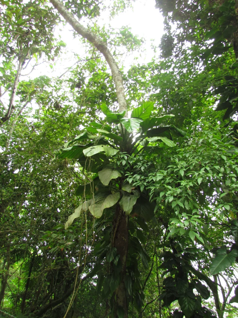 Monstera addansonii (16)