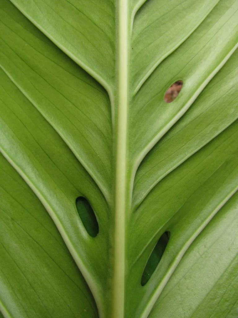 Monstera addansonii (13)