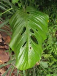 Monstera addansonii (11)