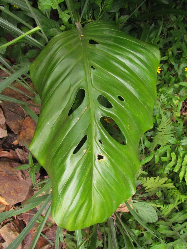 Monstera addansonii (11)