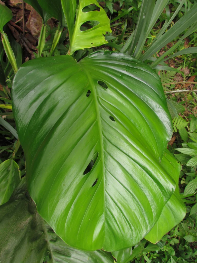 Monstera addansonii (12)
