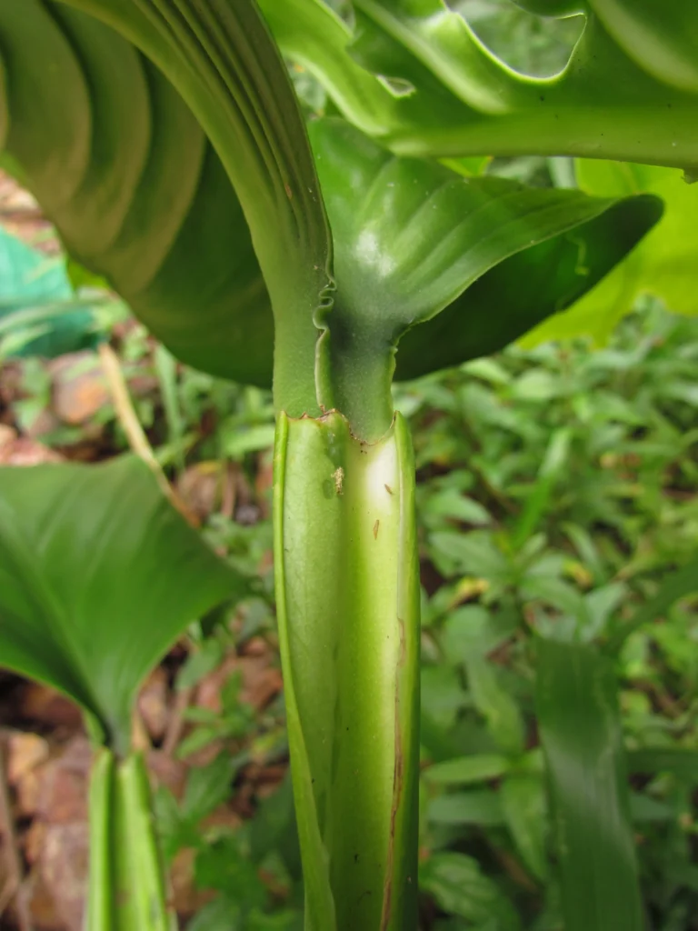 Monstera addansonii (10)