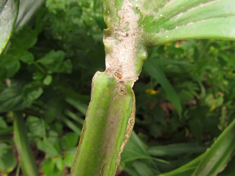 Monstera addansonii (7)