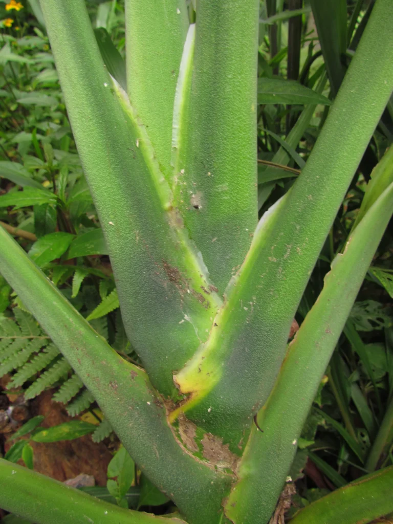 Monstera addansonii (8)