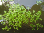Lemna valdiviana (6)