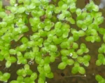 Lemna valdiviana (5)