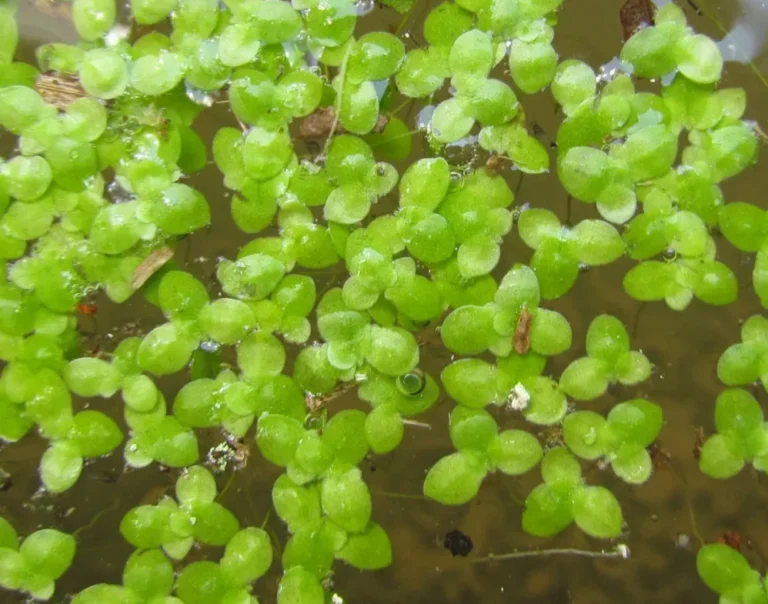 Lemna valdiviana (5)