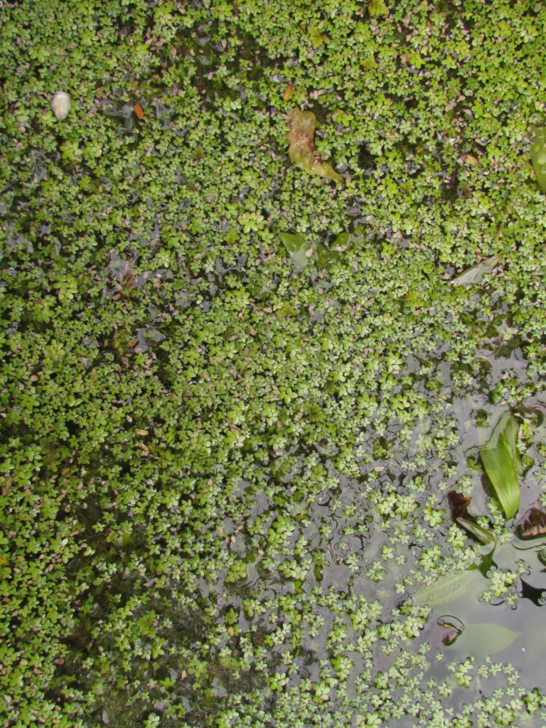 Landoltia punctata (11)