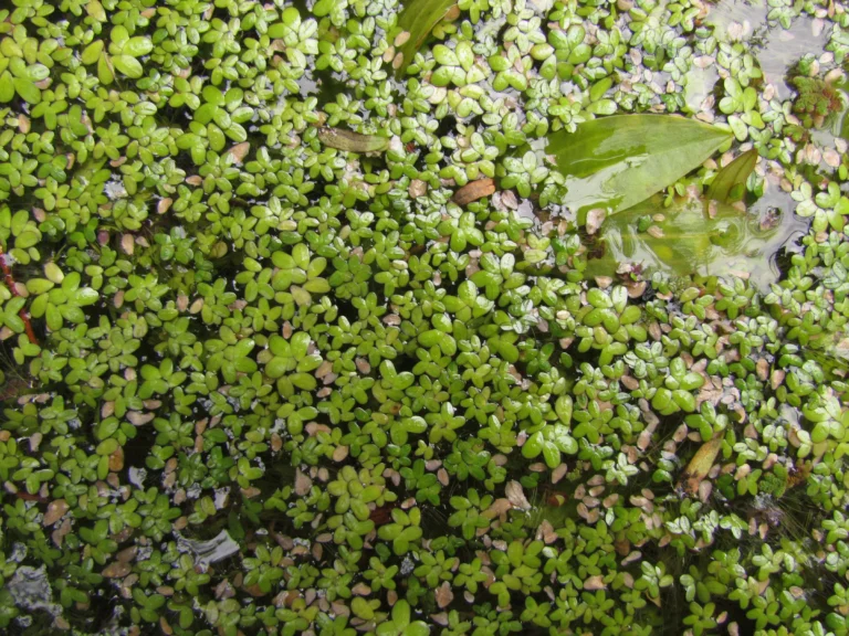 Landoltia punctata (7)
