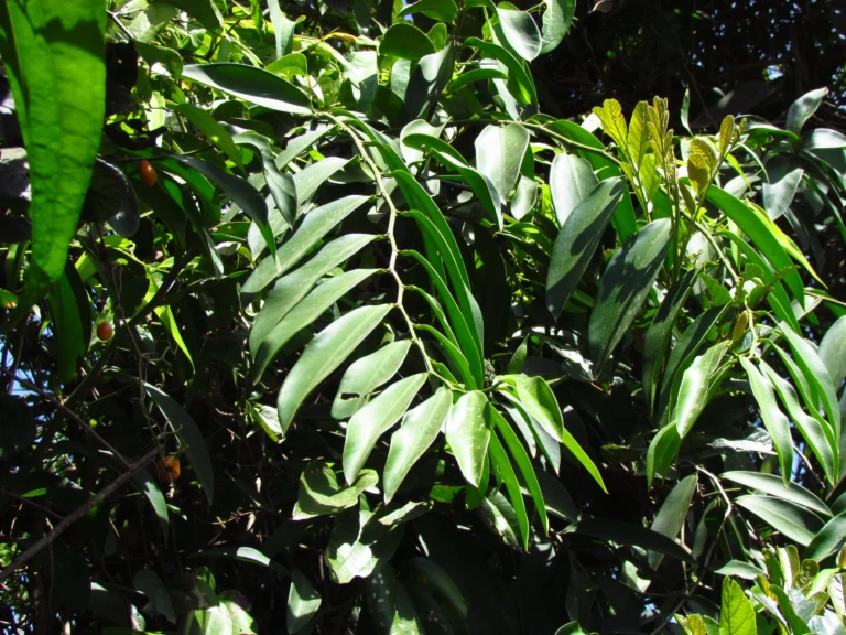 Heteropsis rigidifolia (16)
