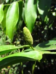 Heteropsis rigidifolia (17)