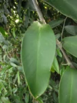 Heteropsis rigidifolia (7)
