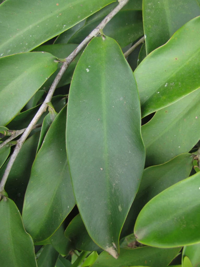 Heteropsis rigidifolia (9)