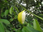 Heteropsis rigidifolia (2)