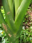 Dieffenbachia seguineae (16)