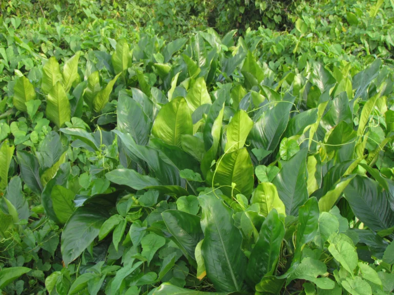 Dieffenbachia seguineae (17)
