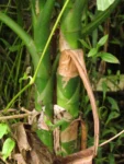 Dieffenbachia seguineae (15)