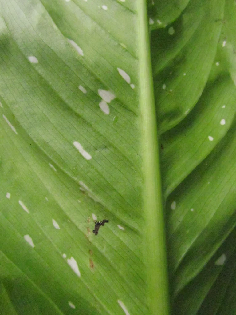 Dieffenbachia seguineae (13)