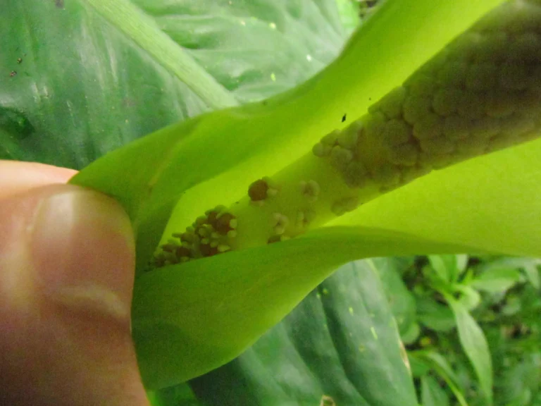 Dieffenbachia seguineae (10)