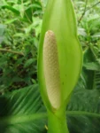 Dieffenbachia seguineae (9)