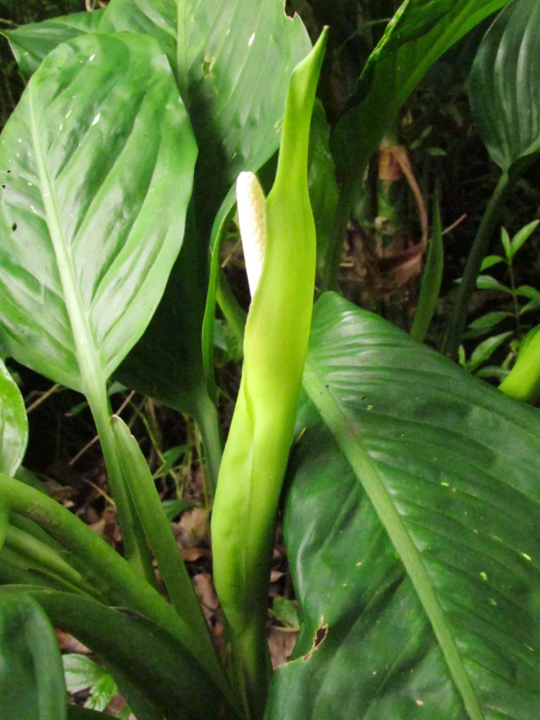 Dieffenbachia seguineae (7)