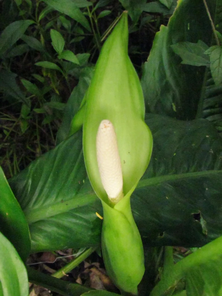 Dieffenbachia seguineae (8)