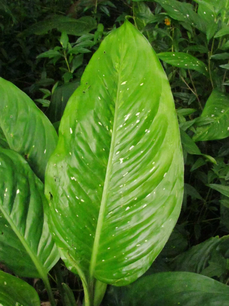 Dieffenbachia seguineae (5)
