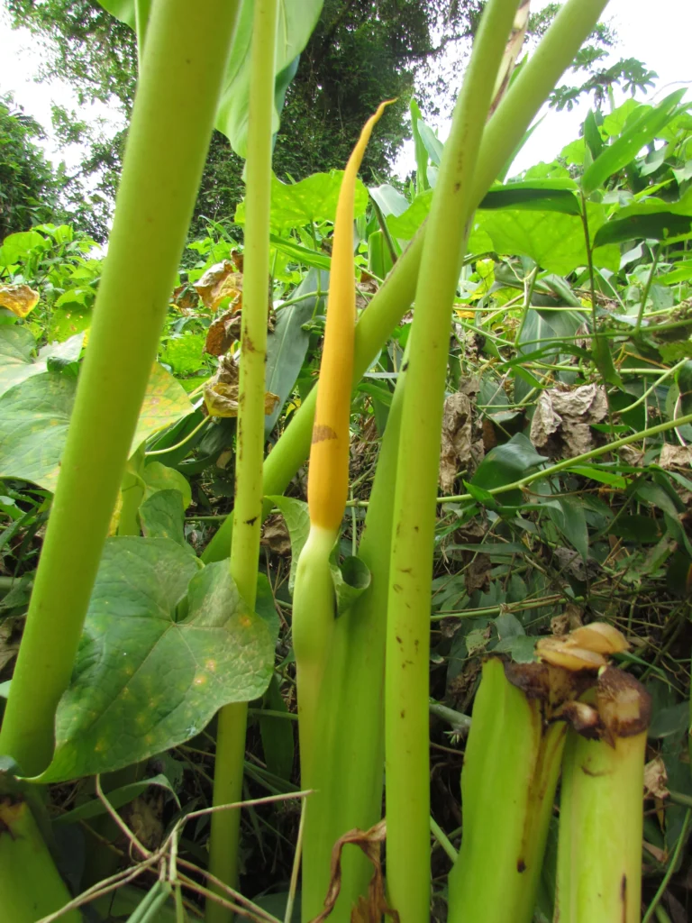 Colocasia esculenta (14)
