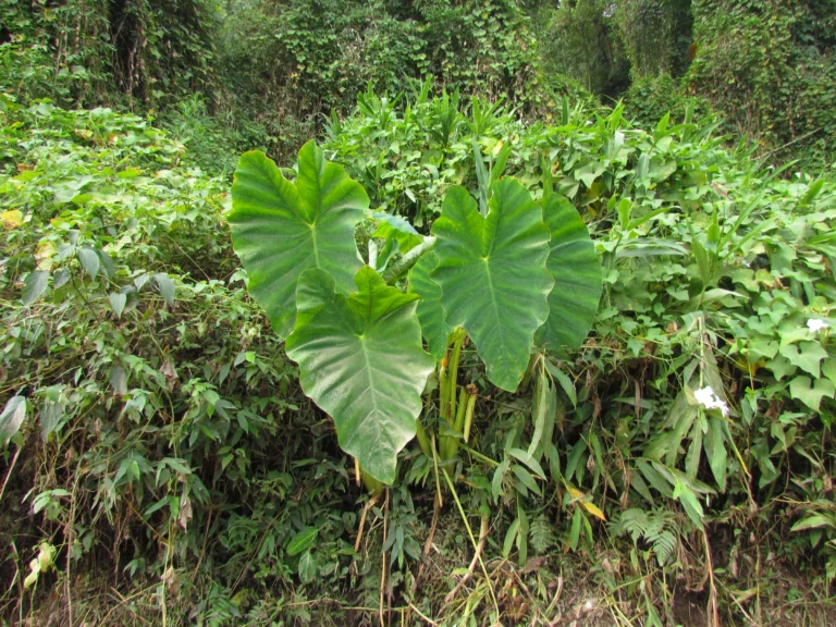 Colocasia esculenta (12)