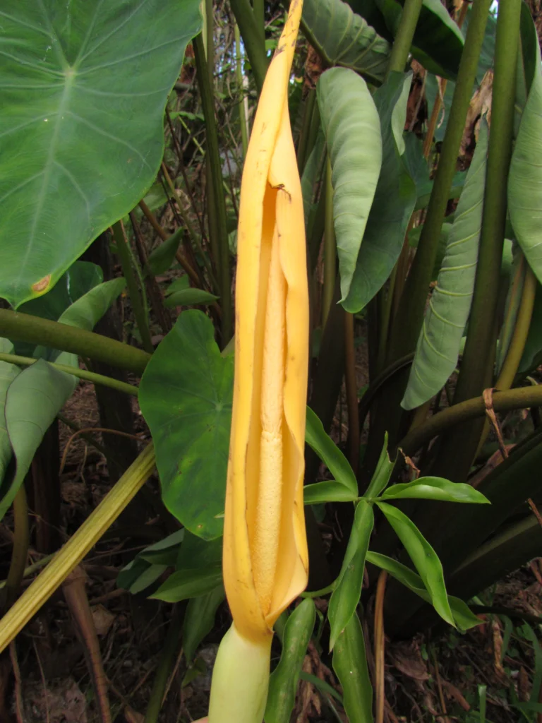 Colocasia esculenta (2)