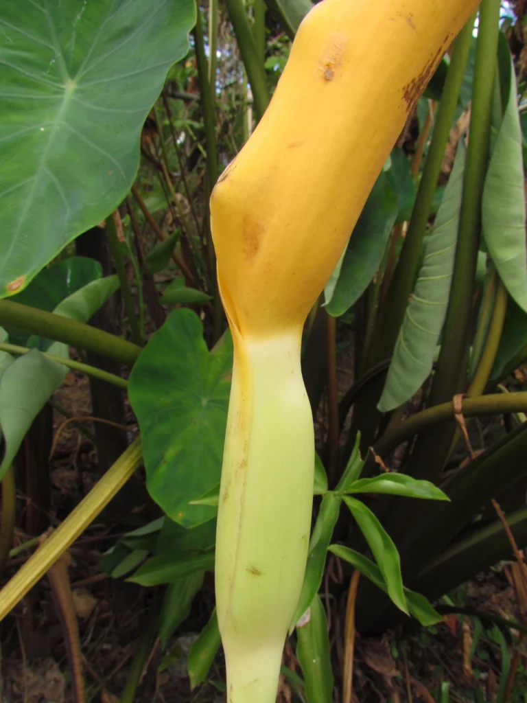 Colocasia esculenta (3)