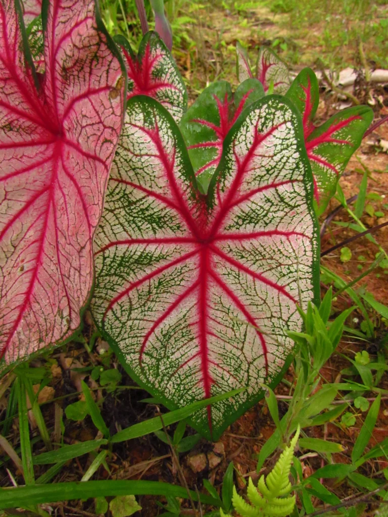 Caladium bicolor (6)