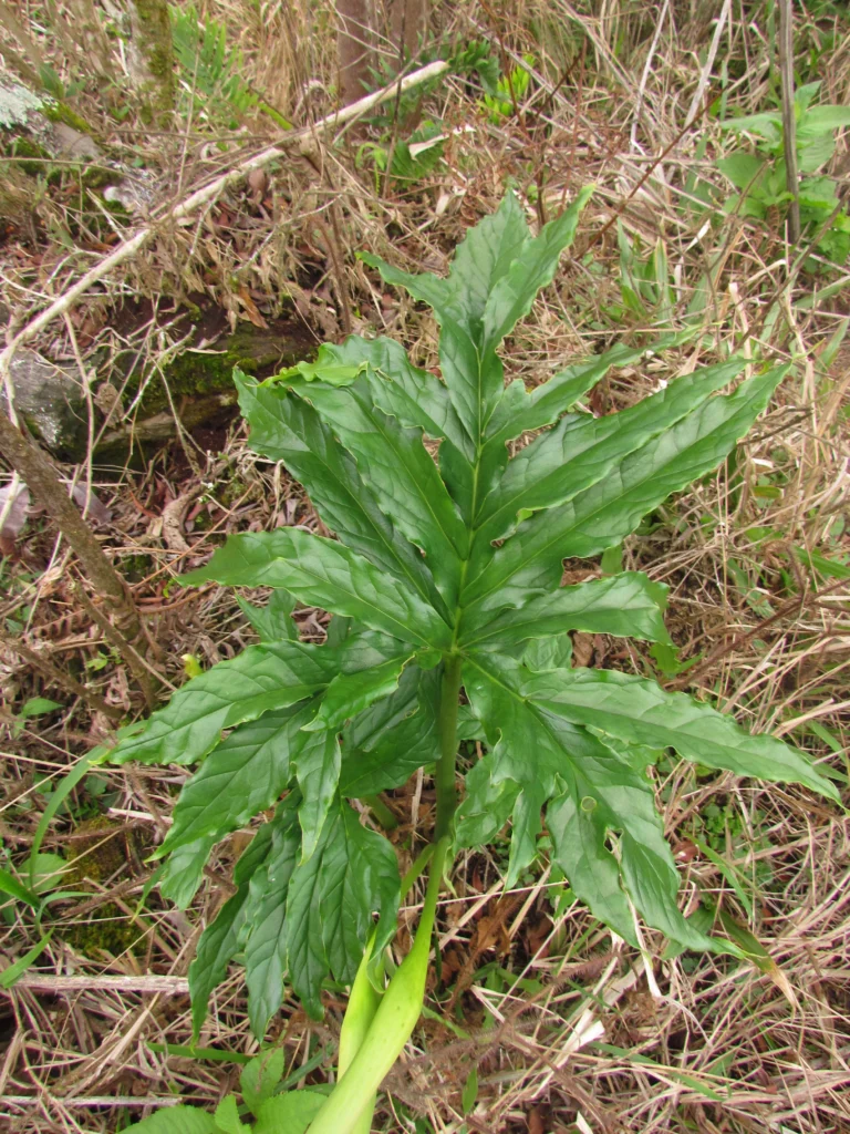 Asterostigma tweedieanaum (37)