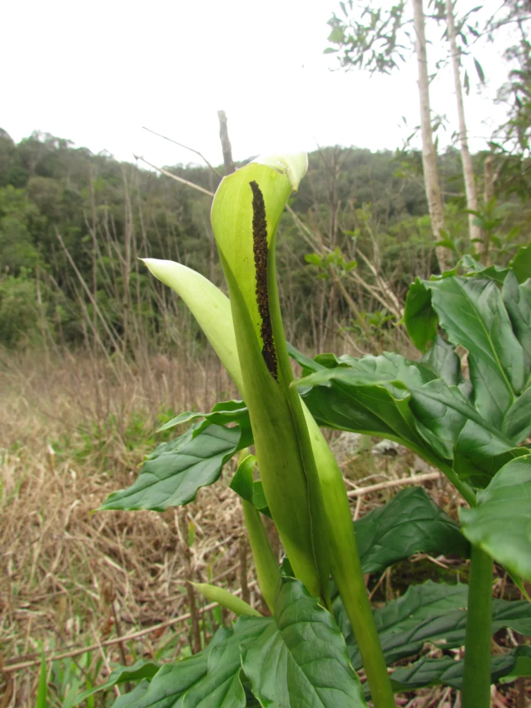 Asterostigma tweedieanaum (38)