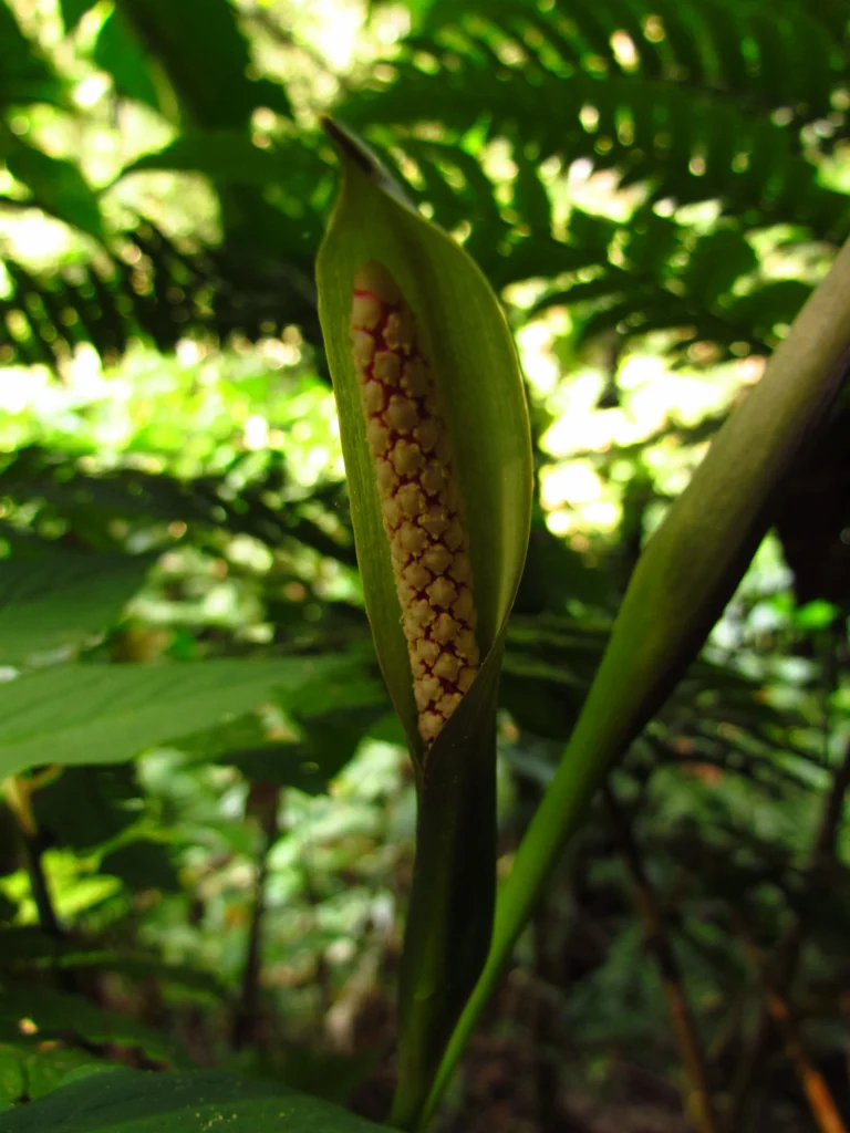 Asterostigma tweedieanaum (33)