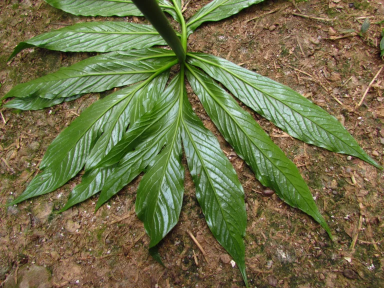Asterostigma tweedieanaum (28)