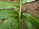 Asterostigma tweedieanaum (29)