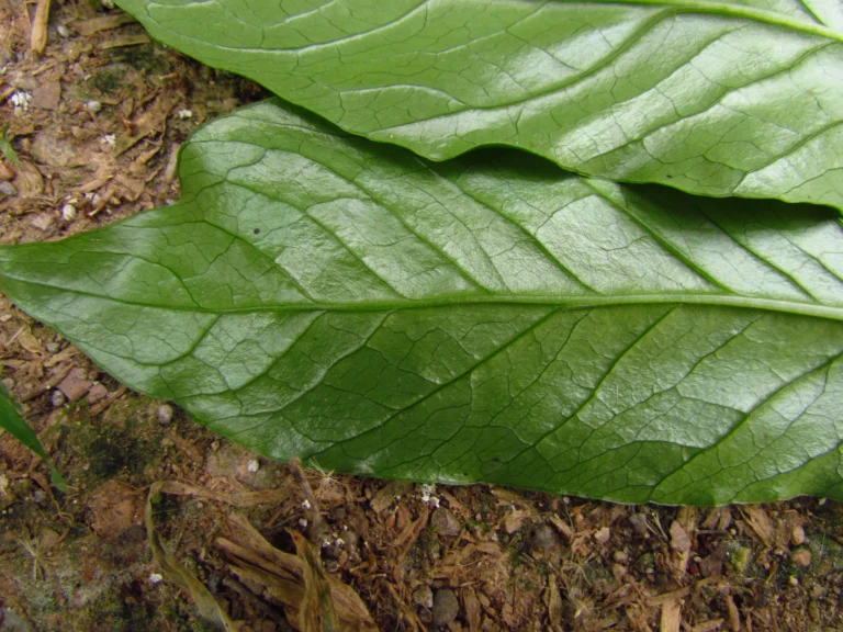 Asterostigma tweedieanaum (25)