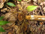 Asterostigma tweedieanaum (22)