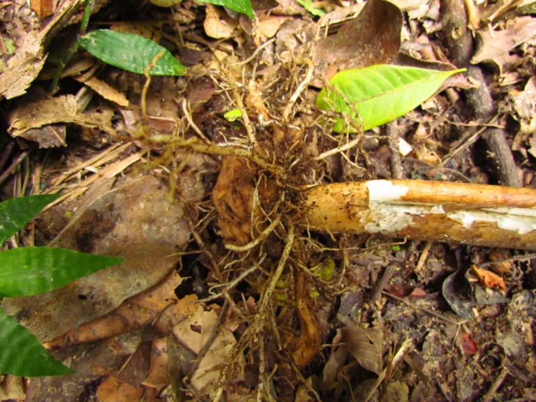 Asterostigma tweedieanaum (22)