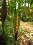 Asterostigma tweedieanaum (17)