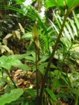 Asterostigma tweedieanaum (18)