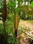 Asterostigma tweedieanaum (15)
