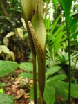 Asterostigma tweedieanaum (13)