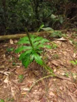 Asterostigma tweedieanaum (5)