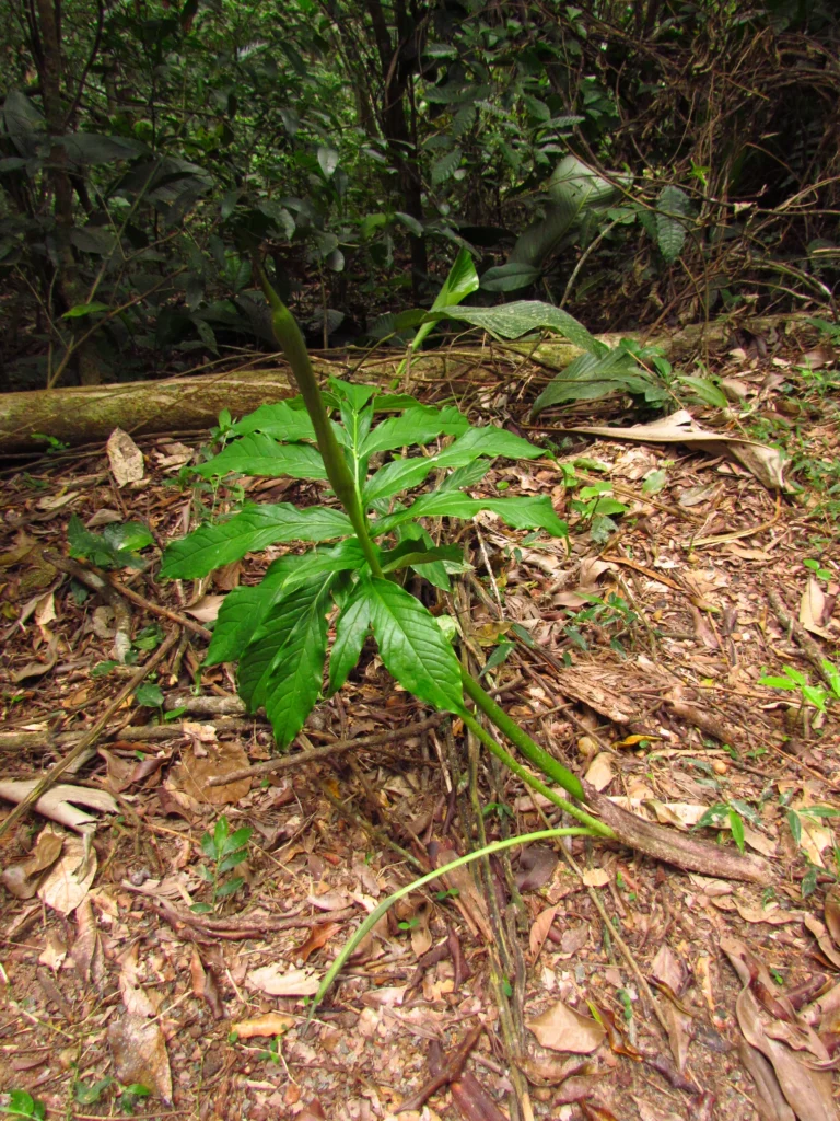 Asterostigma tweedieanaum (5)