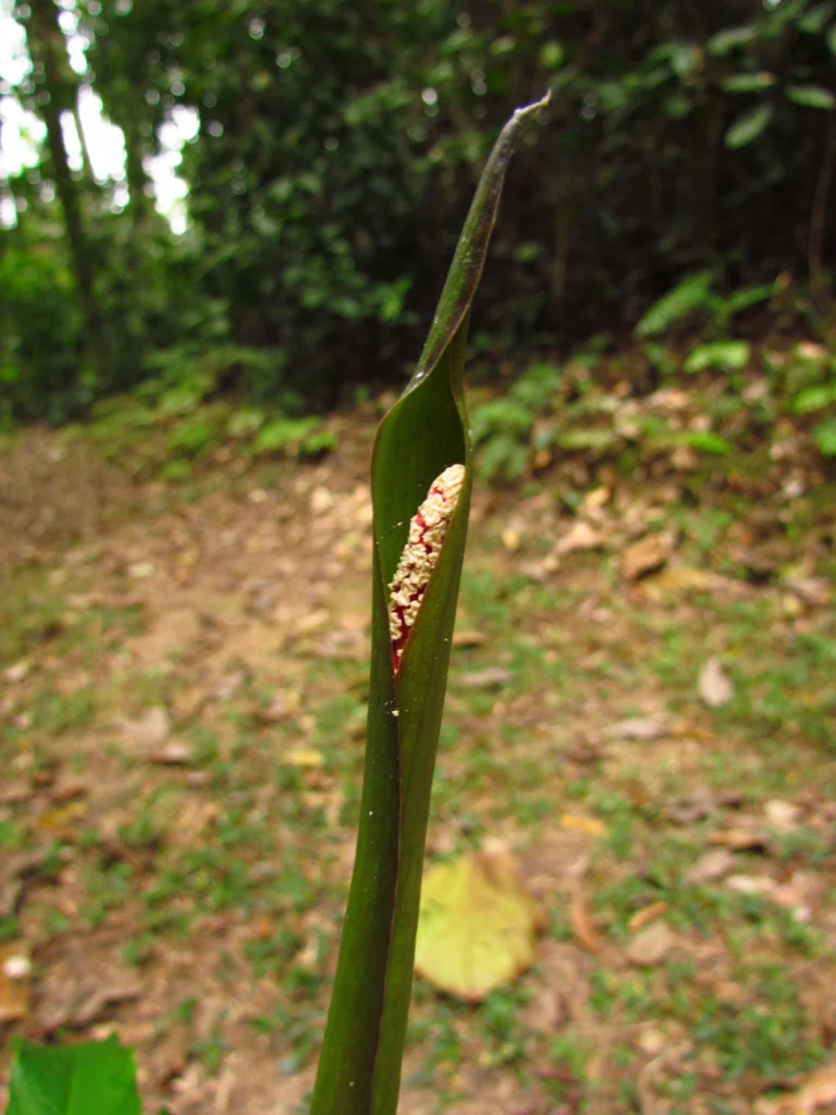 Asterostigma tweedieanaum (6)
